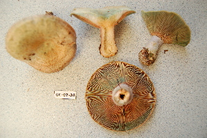  ( - TRTC156473)  @11 [ ] CreativeCommons - Attribution Non-Commercial Share-Alike (2010) Mycology Division, Royal Ontario Museum Royal Ontario Museum