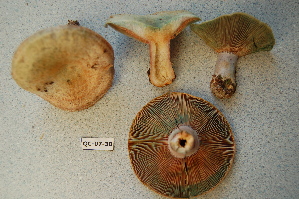  ( - TRTC156473)  @11 [ ] CreativeCommons - Attribution Non-Commercial Share-Alike (2010) Mycology Division, Royal Ontario Museum Royal Ontario Museum