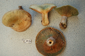  ( - TRTC156473)  @11 [ ] CreativeCommons - Attribution Non-Commercial Share-Alike (2010) Mycology Division, Royal Ontario Museum Royal Ontario Museum