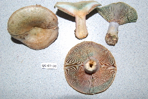  ( - TRTC156473)  @11 [ ] CreativeCommons - Attribution Non-Commercial Share-Alike (2010) Mycology Division, Royal Ontario Museum Royal Ontario Museum