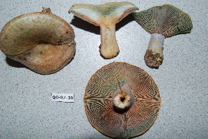  ( - TRTC156473)  @11 [ ] CreativeCommons - Attribution Non-Commercial Share-Alike (2010) Mycology Division, Royal Ontario Museum Royal Ontario Museum