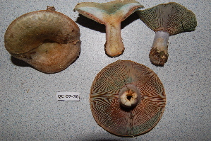  ( - TRTC156473)  @11 [ ] CreativeCommons - Attribution Non-Commercial Share-Alike (2010) Mycology Division, Royal Ontario Museum Royal Ontario Museum