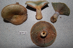  ( - TRTC156473)  @11 [ ] CreativeCommons - Attribution Non-Commercial Share-Alike (2010) Mycology Division, Royal Ontario Museum Royal Ontario Museum