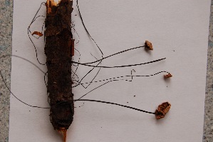  (Marasmius androsaceus - TRTC156498)  @11 [ ] CreativeCommons - Attribution Non-Commercial Share-Alike (2010) Mycology Division, Royal Ontario Museum Royal Ontario Museum