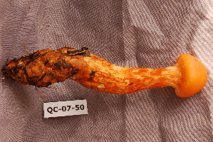  ( - TRTC156509)  @11 [ ] CreativeCommons - Attribution Non-Commercial Share-Alike (2010) Mycology Division, Royal Ontario Museum Royal Ontario Museum