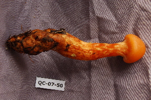 ( - TRTC156509)  @11 [ ] CreativeCommons - Attribution Non-Commercial Share-Alike (2010) Mycology Division, Royal Ontario Museum Royal Ontario Museum