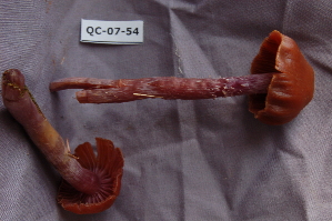  ( - TRTC156513)  @11 [ ] CreativeCommons - Attribution Non-Commercial Share-Alike (2010) Mycology Division, Royal Ontario Museum Royal Ontario Museum