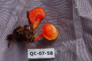  ( - TRTC156517)  @11 [ ] CreativeCommons - Attribution Non-Commercial Share-Alike (2010) Mycology Division, Royal Ontario Museum Royal Ontario Museum