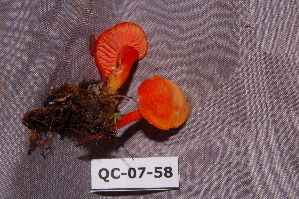  ( - TRTC156517)  @11 [ ] CreativeCommons - Attribution Non-Commercial Share-Alike (2010) Mycology Division, Royal Ontario Museum Royal Ontario Museum