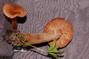  ( - TRTC156521)  @11 [ ] CreativeCommons - Attribution Non-Commercial Share-Alike (2010) Mycology Division, Royal Ontario Museum Royal Ontario Museum