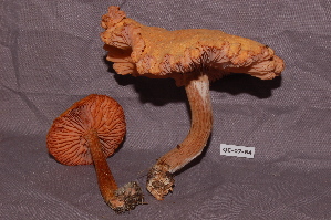  ( - TRTC156523)  @11 [ ] CreativeCommons - Attribution Non-Commercial Share-Alike (2010) Mycology Division, Royal Ontario Museum Royal Ontario Museum
