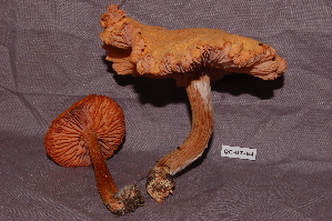  ( - TRTC156523)  @11 [ ] CreativeCommons - Attribution Non-Commercial Share-Alike (2010) Mycology Division, Royal Ontario Museum Royal Ontario Museum