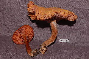  ( - TRTC156523)  @11 [ ] CreativeCommons - Attribution Non-Commercial Share-Alike (2010) Mycology Division, Royal Ontario Museum Royal Ontario Museum