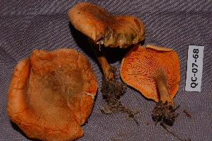  (Hygrophoropsis aurantiaca - TRTC156527)  @11 [ ] CreativeCommons - Attribution Non-Commercial Share-Alike (2010) Mycology Division, Royal Ontario Museum Royal Ontario Museum
