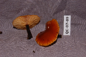  ( - TRTC156548)  @11 [ ] CreativeCommons - Attribution Non-Commercial Share-Alike (2010) Mycology Division, Royal Ontario Museum Royal Ontario Museum