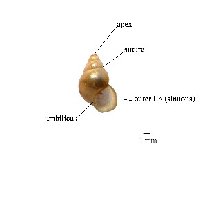  (Wattebledia - SN110_001)  @14 [ ] Copyright (2012) Jutharat Knon Kaen University