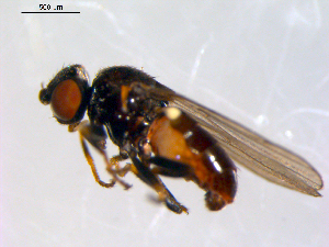  ( - 10PROBE-09633)  @12 [ ] CreativeCommons - Attribution (2011) CBG Photography Group Centre for Biodiversity Genomics