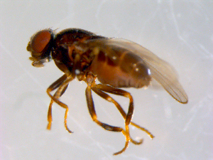  ( - 10PROBE-09638)  @12 [ ] CreativeCommons - Attribution (2011) CBG Photography Group Centre for Biodiversity Genomics