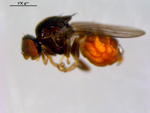  ( - 10PROBE-09641)  @13 [ ] CreativeCommons - Attribution (2011) CBG Photography Group Centre for Biodiversity Genomics