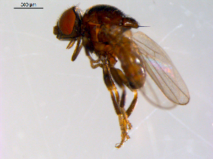  ( - 10PROBE-09645)  @13 [ ] CreativeCommons - Attribution (2011) CBG Photography Group Centre for Biodiversity Genomics