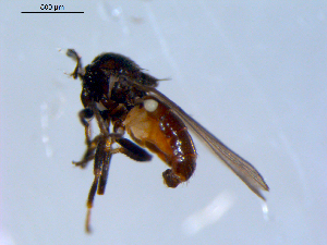  ( - 10PROBE-09653)  @12 [ ] CreativeCommons - Attribution (2011) CBG Photography Group Centre for Biodiversity Genomics