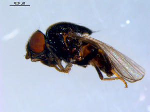  ( - 10PROBE-09659)  @13 [ ] CreativeCommons - Attribution (2011) CBG Photography Group Centre for Biodiversity Genomics