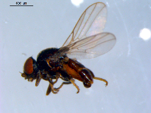  ( - 10PROBE-09662)  @13 [ ] CreativeCommons - Attribution (2011) CBG Photography Group Centre for Biodiversity Genomics