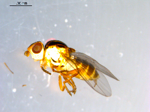  ( - 10PROBE-09681)  @13 [ ] CreativeCommons - Attribution (2011) CBG Photography Group Centre for Biodiversity Genomics