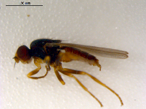  ( - 10PROBE-07748)  @13 [ ] CreativeCommons - Attribution (2011) CBG Photography Group Centre for Biodiversity Genomics