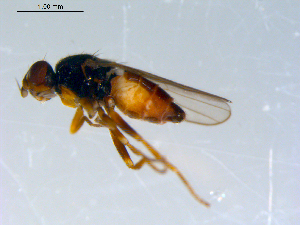  ( - 10PROBE-07759)  @13 [ ] CreativeCommons - Attribution (2011) CBG Photography Group Centre for Biodiversity Genomics