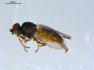  ( - 10PROBE-09310)  @12 [ ] CreativeCommons - Attribution (2011) CBG Photography Group Centre for Biodiversity Genomics