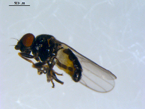  ( - 10PROBE-09354)  @12 [ ] CreativeCommons - Attribution (2011) CBG Photography Group Centre for Biodiversity Genomics