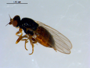 ( - 10PROBE-09360)  @13 [ ] CreativeCommons - Attribution (2011) CBG Photography Group Centre for Biodiversity Genomics