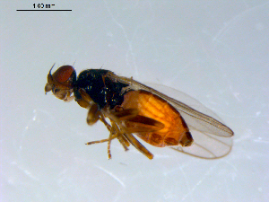  ( - 10PROBE-09375)  @13 [ ] CreativeCommons - Attribution (2011) CBG Photography Group Centre for Biodiversity Genomics
