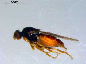  ( - 10PROBE-09376)  @13 [ ] CreativeCommons - Attribution (2011) CBG Photography Group Centre for Biodiversity Genomics