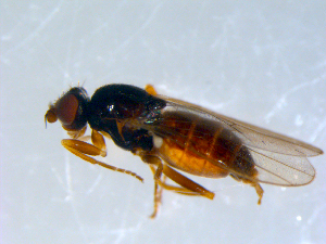  ( - 10PROBE-09389)  @13 [ ] CreativeCommons - Attribution (2011) CBG Photography Group Centre for Biodiversity Genomics