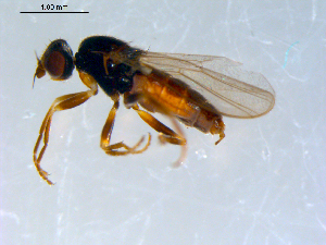  ( - 10PROBE-09399)  @13 [ ] CreativeCommons - Attribution (2011) CBG Photography Group Centre for Biodiversity Genomics