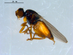  ( - 10PROBE-09412)  @13 [ ] CreativeCommons - Attribution (2011) CBG Photography Group Centre for Biodiversity Genomics