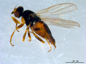  ( - 10PROBE-09422)  @13 [ ] CreativeCommons - Attribution (2011) CBG Photography Group Centre for Biodiversity Genomics