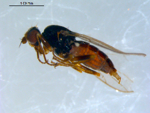  ( - 10PROBE-09423)  @13 [ ] CreativeCommons - Attribution (2011) CBG Photography Group Centre for Biodiversity Genomics