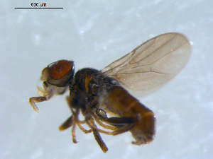  ( - 10PROBE-09424)  @12 [ ] CreativeCommons - Attribution (2011) CBG Photography Group Centre for Biodiversity Genomics