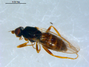  ( - 10PROBE-09439)  @13 [ ] CreativeCommons - Attribution (2011) CBG Photography Group Centre for Biodiversity Genomics
