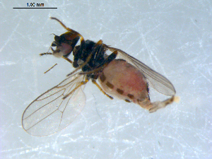  ( - 10PROBE-09447)  @13 [ ] CreativeCommons - Attribution (2011) CBG Photography Group Centre for Biodiversity Genomics