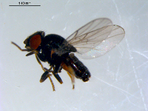  ( - 10PROBE-09454)  @13 [ ] CreativeCommons - Attribution (2011) CBG Photography Group Centre for Biodiversity Genomics