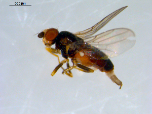  ( - 10PROBE-09469)  @13 [ ] CreativeCommons - Attribution (2011) CBG Photography Group Centre for Biodiversity Genomics