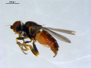  ( - 10PROBE-09470)  @13 [ ] CreativeCommons - Attribution (2011) CBG Photography Group Centre for Biodiversity Genomics