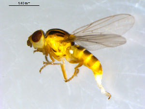  ( - 10PROBE-09476)  @13 [ ] CreativeCommons - Attribution (2011) CBG Photography Group Centre for Biodiversity Genomics
