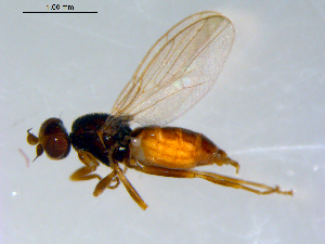  ( - 10PROBE-09485)  @13 [ ] CreativeCommons - Attribution (2011) CBG Photography Group Centre for Biodiversity Genomics