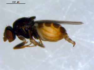  ( - 10PROBE-09497)  @13 [ ] CreativeCommons - Attribution (2011) CBG Photography Group Centre for Biodiversity Genomics