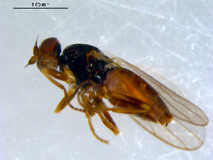 ( - 10PROBE-09499)  @13 [ ] CreativeCommons - Attribution (2011) CBG Photography Group Centre for Biodiversity Genomics